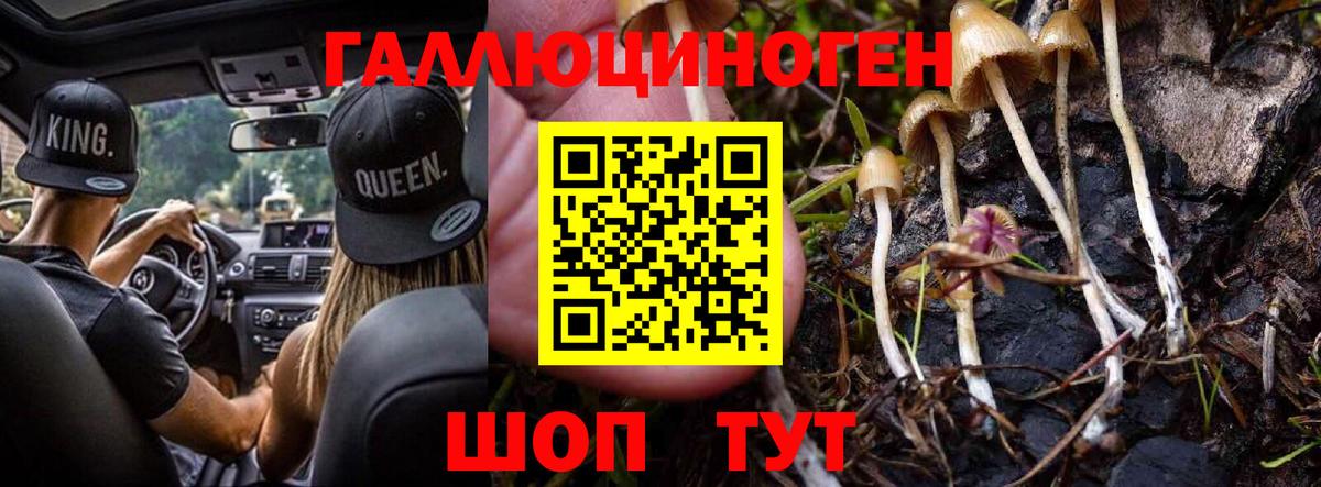 Галлюциногенные грибы Psilocybe Великие Луки
